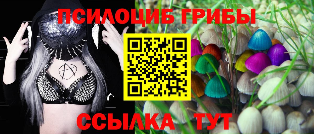Димитровград  Псилоцибиновые грибы Psilocybe  Вход с VPN 